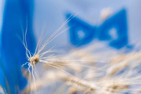 Isolated close up of an Israeli flag background with dried wheat during sunset- Israel Independence dayの写真素材