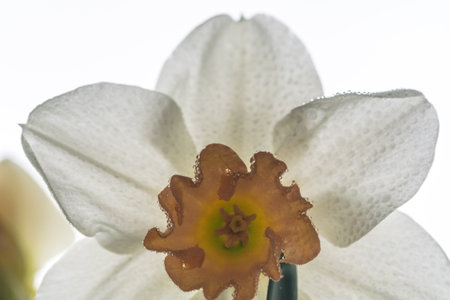 Isolated close up macro of a daffodil flower covered with morning dew droplets- Israel