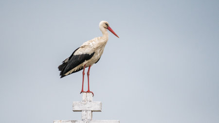 Close up of an isolated white stork bird in the wild- Romaniaの写真素材