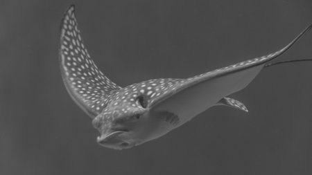Isolated White spotted eagle ray fish- Red Sea Israel