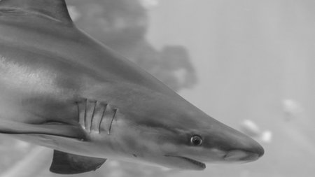 Isolated young rief shark- Red sea Israelの写真素材