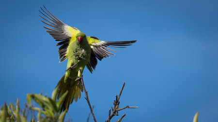 Isolated green parrot in the wild- Israel