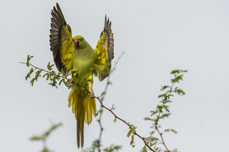 Isolated green parrot in the wild- Israel