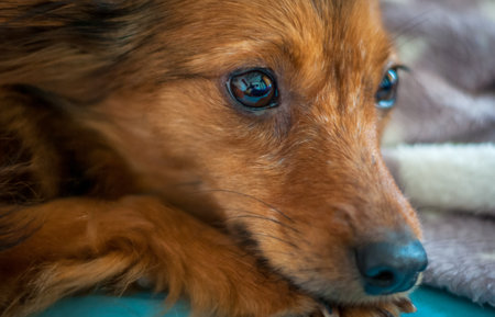 Puppy Close Up Portraitの写真素材