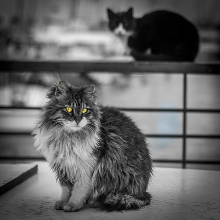 Beautiful street cats- Jaffa Port- Israel