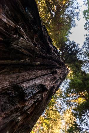 Below view of the detail of the rough bark of one of the towering trees of Avenue of the Giants, California, USAの写真素材