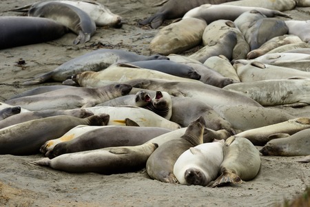 Elephant Seals at the beach near San Simeon, California, USAの写真素材