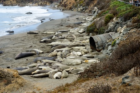 Elephant Seals at the beach near San Simeon, California, USAの写真素材