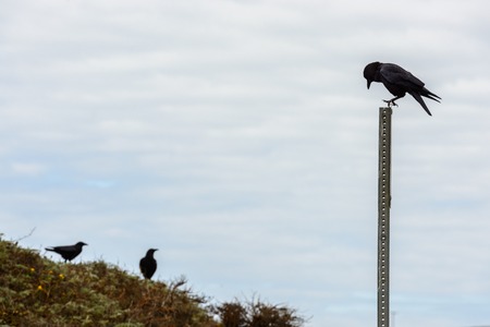 Crow on a metal pole, San Simeon, California, USAの写真素材