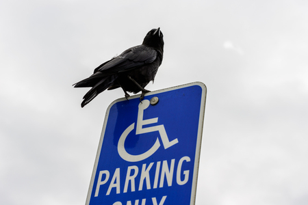 A crow perched on a sign for the disabled in a parking lot.の写真素材