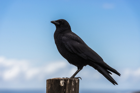 A crow perched on a wooden pole next to the Pacific Ocean in Big Sur, California, USA.の写真素材