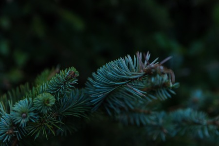 Green branch of thorny leavesの写真素材