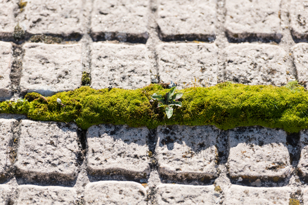 Green moss growing in the space between two floor tiles in Caceres, Extremadura, Spain.の写真素材