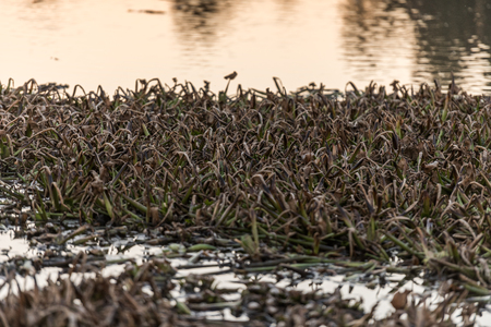 Dead remains of common water hyacinth, camalote, in the Guadiana river on its way through Medellinの写真素材