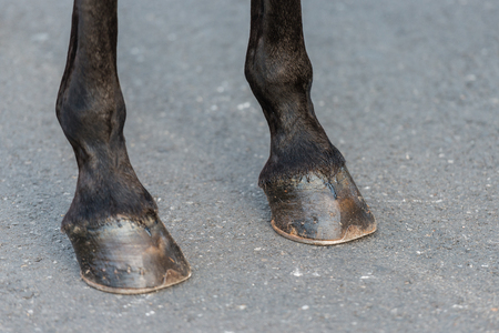 Detail of the hooves of a black horseの写真素材