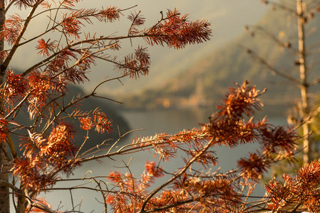 Sunset on Diablo Lake surrounded by mountains seen through the branches of some trees, in North Cascadesの写真素材