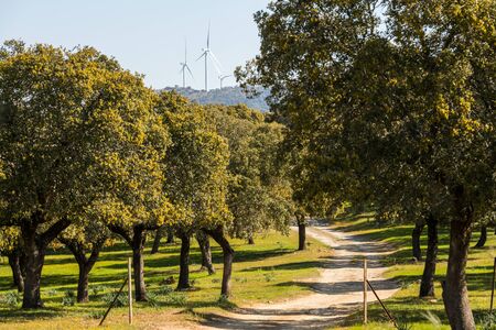 Windmills of the Sierra del Merengue wind farm seen between the tops of the holm oaks near Plasencia.の写真素材