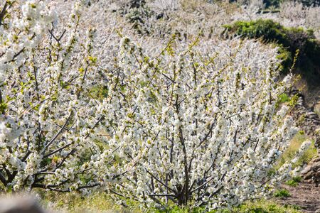 Detail of white cherry blossoms in Valdastilla, Valle del Jerte.の写真素材