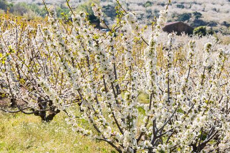 Detail of white cherry blossoms in Valdastilla, Valle del Jerte.