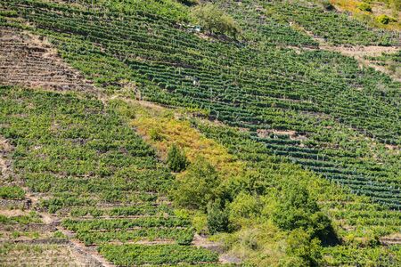 Vineyards in espalier on the slopes of a hill in Ribera Sacra, Castro Caldelas, Ourense, Galicia.の写真素材