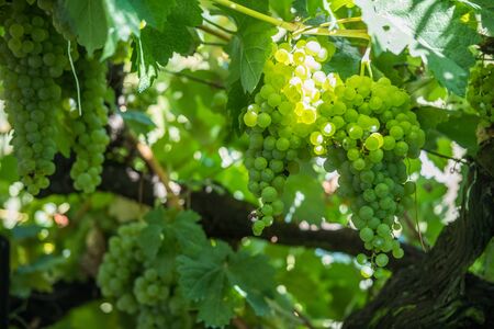 Cluster of vine grapes in espalier in Ribera Sacra, Tronceda, Ourense, Galicia, Spain.の写真素材