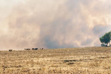 Cattle on a farm surrounded by the flames of the fire declared next to the EX-100 road near Caceresのeditorial素材