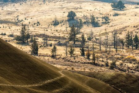 Some trees grow in the arid, wavy and colorful landscape of Painted Hillsの写真素材