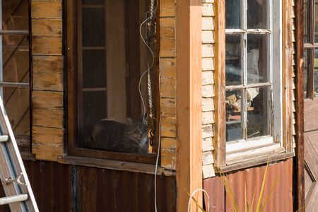 A cat rests in the corner of a window of a wooden house in Sisters, Oregon, USA.のeditorial素材