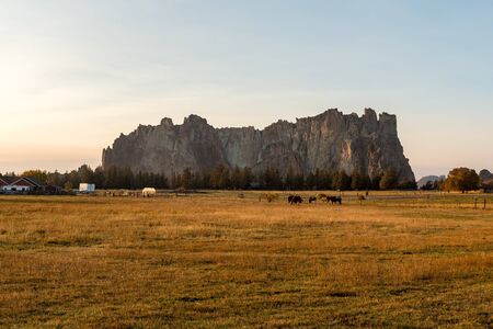 Sunset view of horses on a meadow with the rock walls of Smith Rock State Park in the background