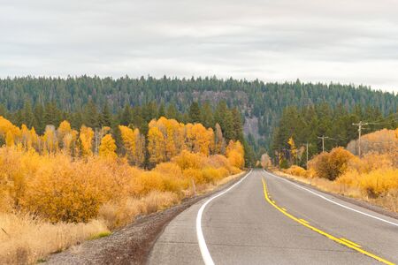Road passing through autumn-colored forest and another area of greener forest near Fort Klamath, Oregon, USAの写真素材