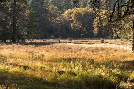 Tourists observe and photograph the landscape from Cooks Meadow Loop in Yosemite National Parkのeditorial素材