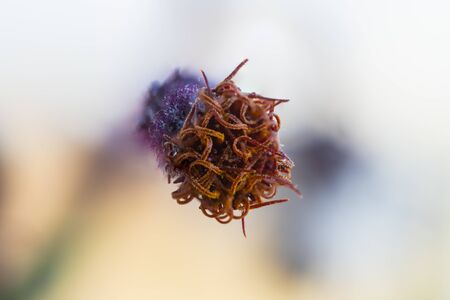 Detail of a flower of a Gynura aurantiaca, a purple plant, which gives off an unpleasant smell.