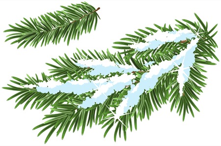 Fur-tree branch under snow. Illustration in vector formatのイラスト素材