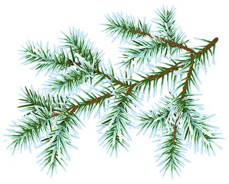 Frozen fir branch. Isolated on white vector illustrationのイラスト素材