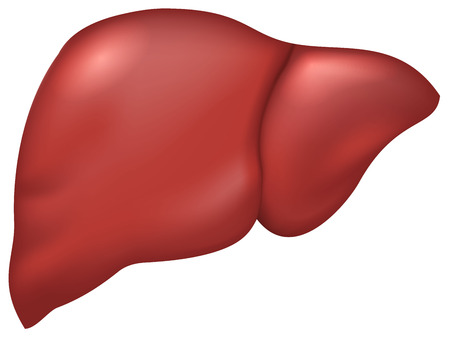 Liver of healthy person. Isolated on white vector illustrationのイラスト素材