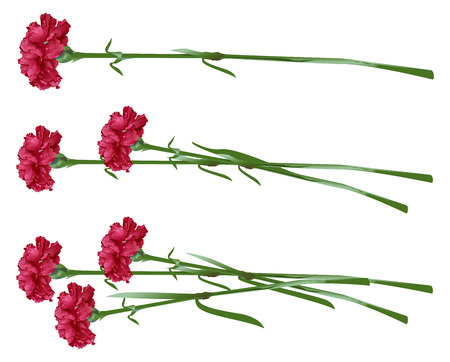 Red clove. Bouquet of carnations. Set carnation flowers. Isolated on white vector illustrationのイラスト素材