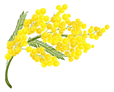 Yellow mimosa flower. Mimosa flower symbol of Womens Day. Isolated on white illustrationのイラスト素材