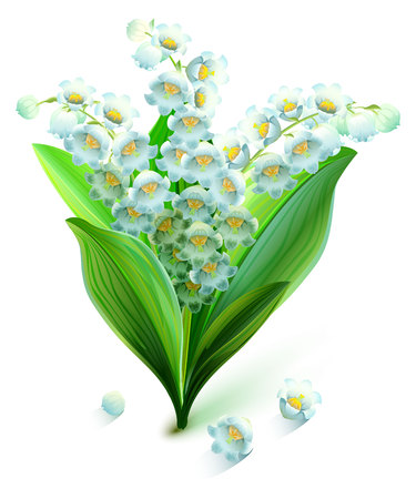 Flower lily valley. Bouquet lily of valley. Isolated on white vector illustrationのイラスト素材
