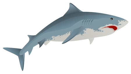 Big white shark marine predator. Isolated vector illustrationのイラスト素材