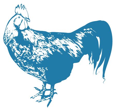 Blue Rooster symbol 2017 by Chinese calendar. Realistic cock silhouette. Isolated on white vector illustrationのイラスト素材