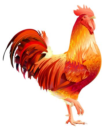 Red Rooster symbol 2017 by Chinese calendar. Isolated on white vector illustrationのイラスト素材