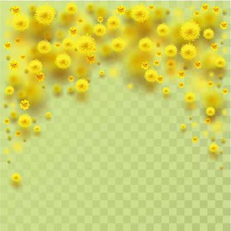 Yellow fluffy mimosa flowers fall. Vector illustration of transparent backgroundのイラスト素材