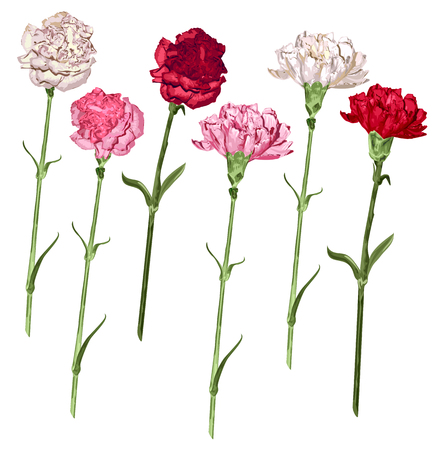 Set carnation flowers. White, pink and red carnation. Isolated on white vector illustrationのイラスト素材