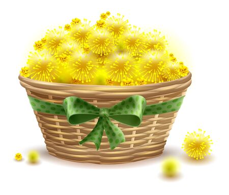 Yellow mimosa flowers full wicker basket. Isolated on white vector illustrationのイラスト素材
