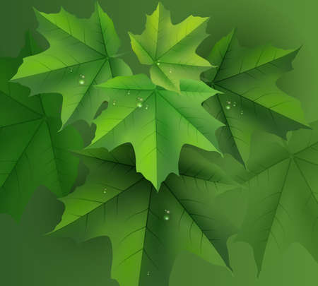 Green maple leaves background and dew drops. Vector nature illustrationのイラスト素材