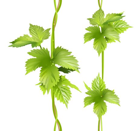 Green vertical vine liana leaves hops. Seamless vector pattern illustration isolated on white backgroundのイラスト素材
