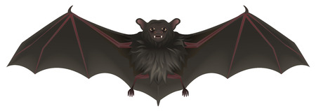 Bat vampire with sharp teeth spread its wings. Halloween symbol accessory.のイラスト素材