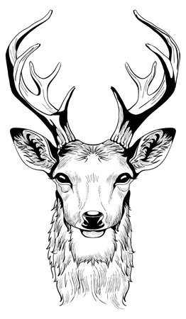 Deer head with antlers vector sketch drawing isolated on white background. Illustration nature animalのイラスト素材