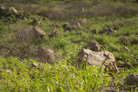 Rocks among the grassの写真素材