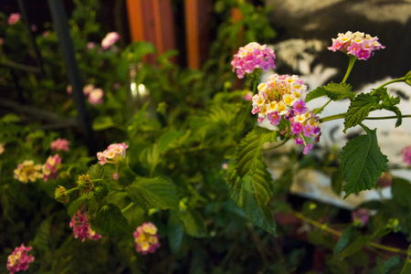 Flowersの写真素材